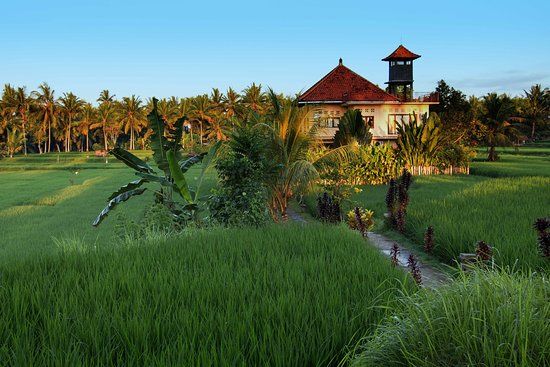 Kajeng Rice Field