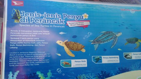 Kurma Asih Sea Turtle Conservation Center