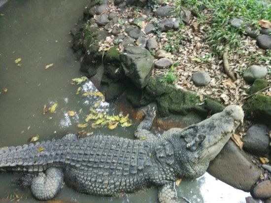 Crocodile and Reptile Indonesia Jaya Park