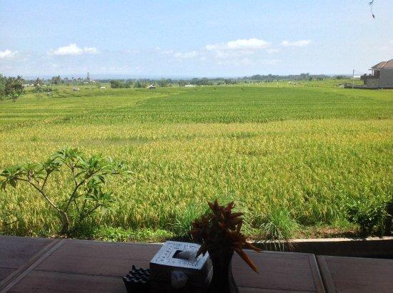 Sawah Bali