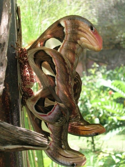 Bali Butterfly Park