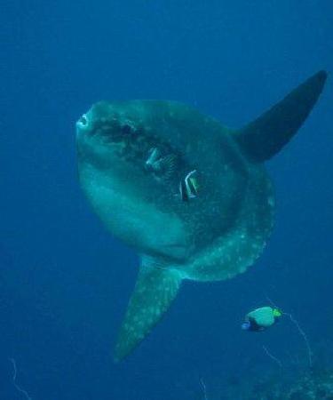 D Scuba Club
