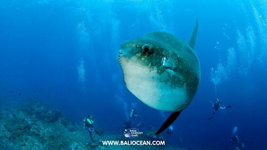 Blue Season Bali