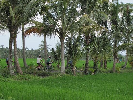 Bali On Bike
