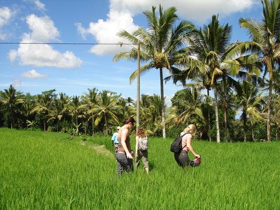 Jegeg Bali Cycling Tours