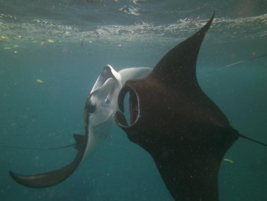 Amed Scuba Tauchzentrum