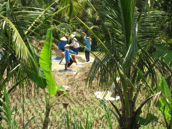 Banyan Tree Bike Tours