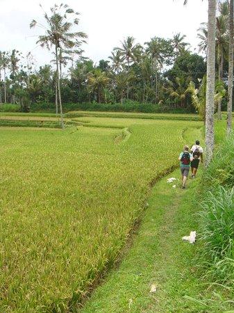 Bali 2000 Cycling - Day Tours