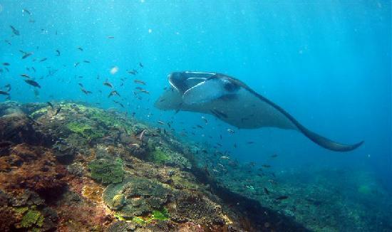 Big Fish Diving