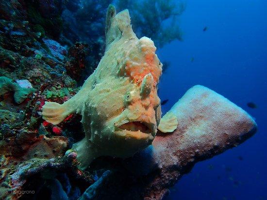 Dive Concepts Pemuteran