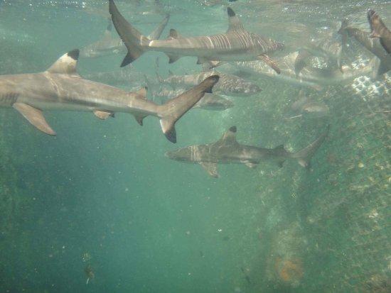 Bali Sharks