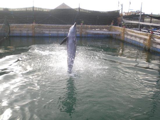 Bali Dolphins