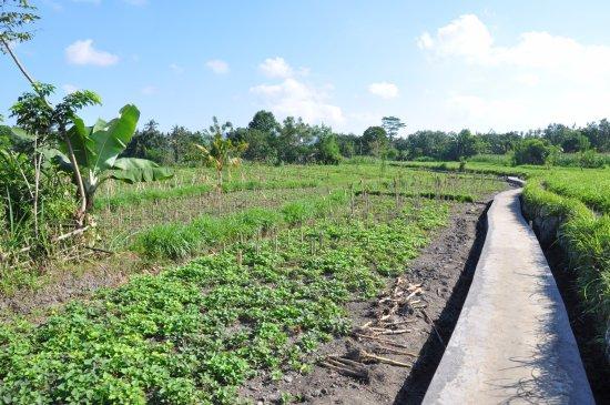 Side By Side Organic Farm