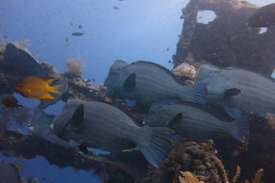 Sea Hua Ha Ha Dive Center