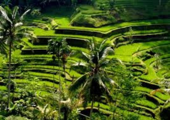 Ubud Bali Made Tour