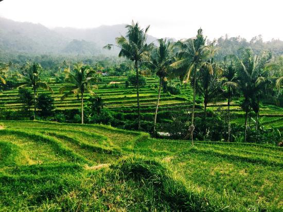 Transvillagebali
