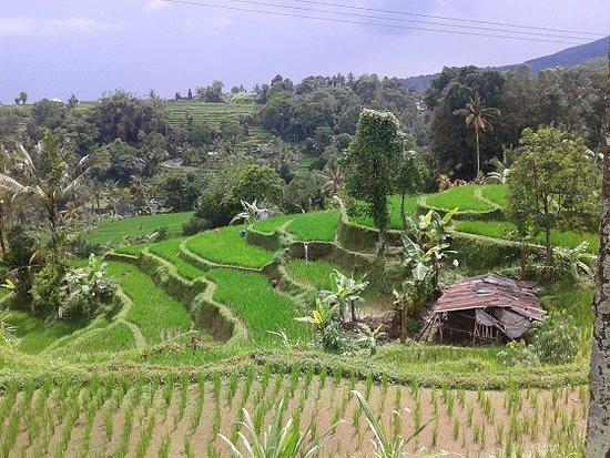 Bali Countryside Tour