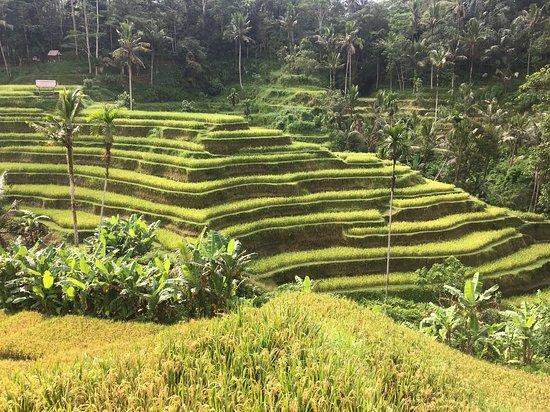 Bali Ancient Tours
