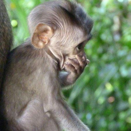 Agusto Bali Tours - Day Tours
