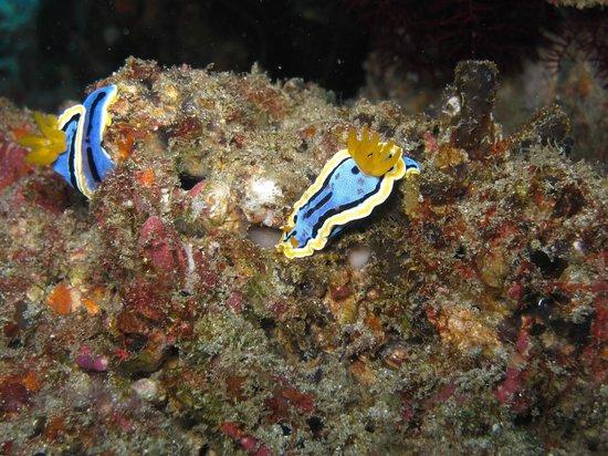 Blue Bubble Bali
