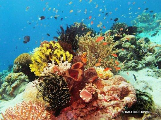 Bali Blue Diving PADI Resort