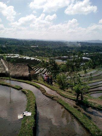The Bali Activities