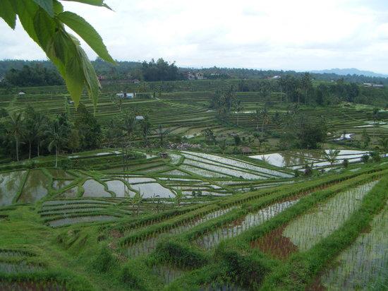Bali Nature Adventure Tours