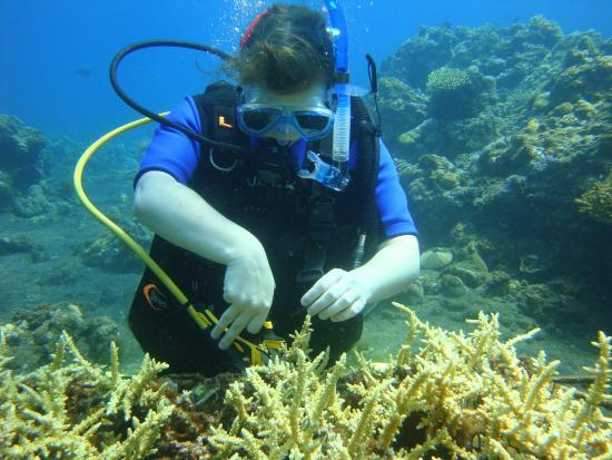 Dive Voluntourism - Private Day Tours