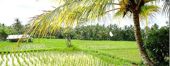 Urip Ubud Tour