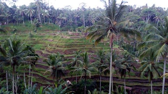 Agung Family Tour