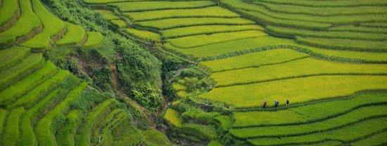 Green Me Away
