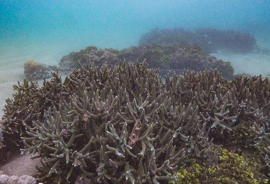 Ocean Gardener