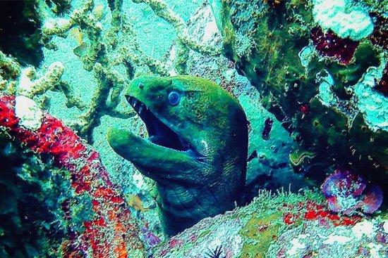Scuba Mafia