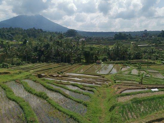 BaliAlenTours