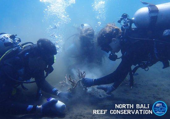 Bali Conservation Diving