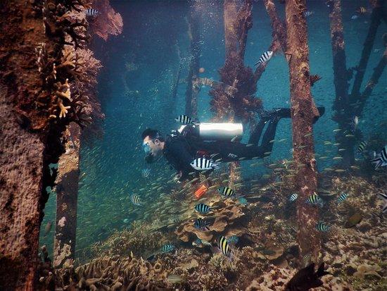 Diving Ocea
