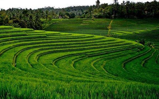 Bali Activities - Cruise Arrangement