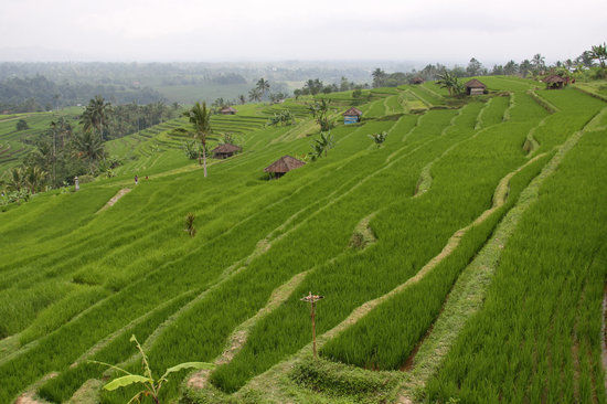 Jatiluwih Green Land