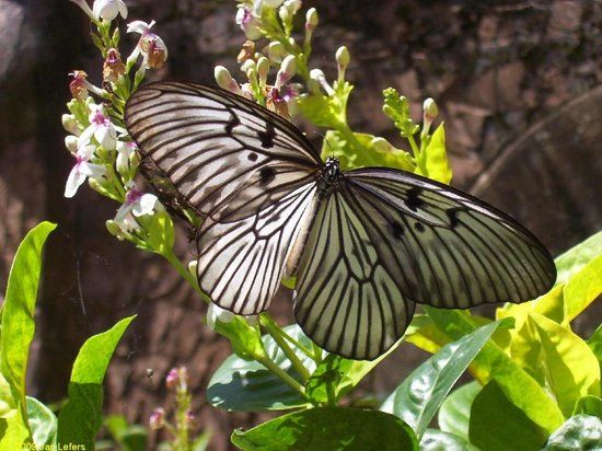Bali Butterfly Park