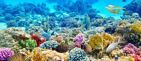 Pemuteran Jubawa Dive